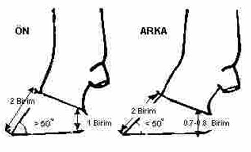 Normal t?rnak ölçüleri